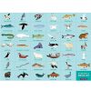 Mudpuppy Puzzle 'Cherche & Trouve' Vie Arctique 64 Pcs Mudpuppy Puzzles D S 5 Ans, 54 Pcs